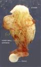  Ovary (opened) with one ovule